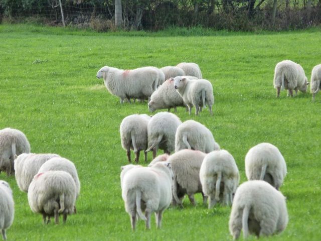 troupeau-de-moutons-st-guilhem-le-desert